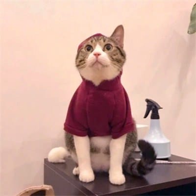 Ani Fitriani avatar